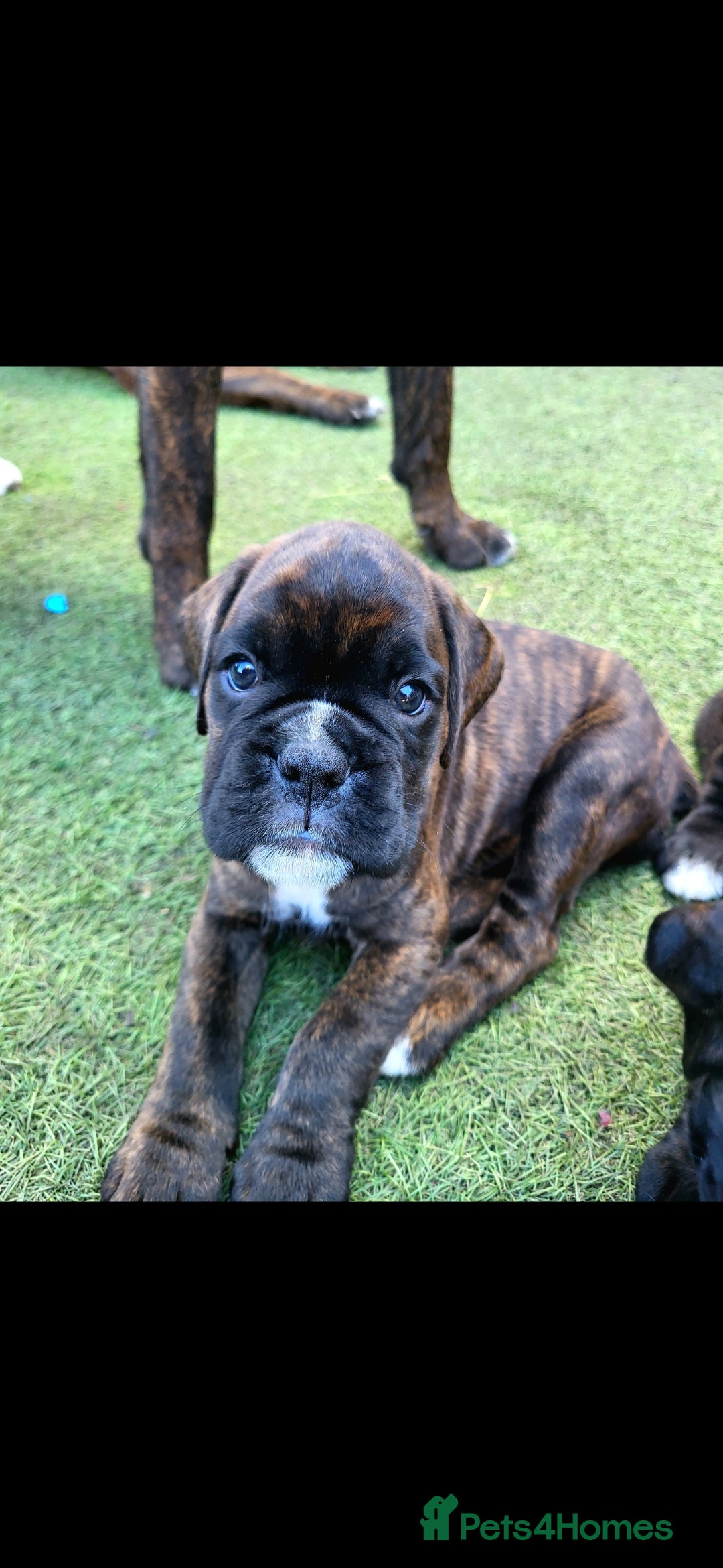 Boxer dogs Beutyful bobtail/ tailed Boxer puppy - Advert 2
