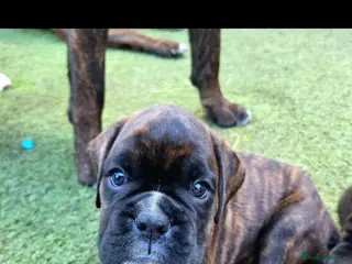 Boxer dogs Beutyful bobtail/ tailed Boxer puppy - Advert 2