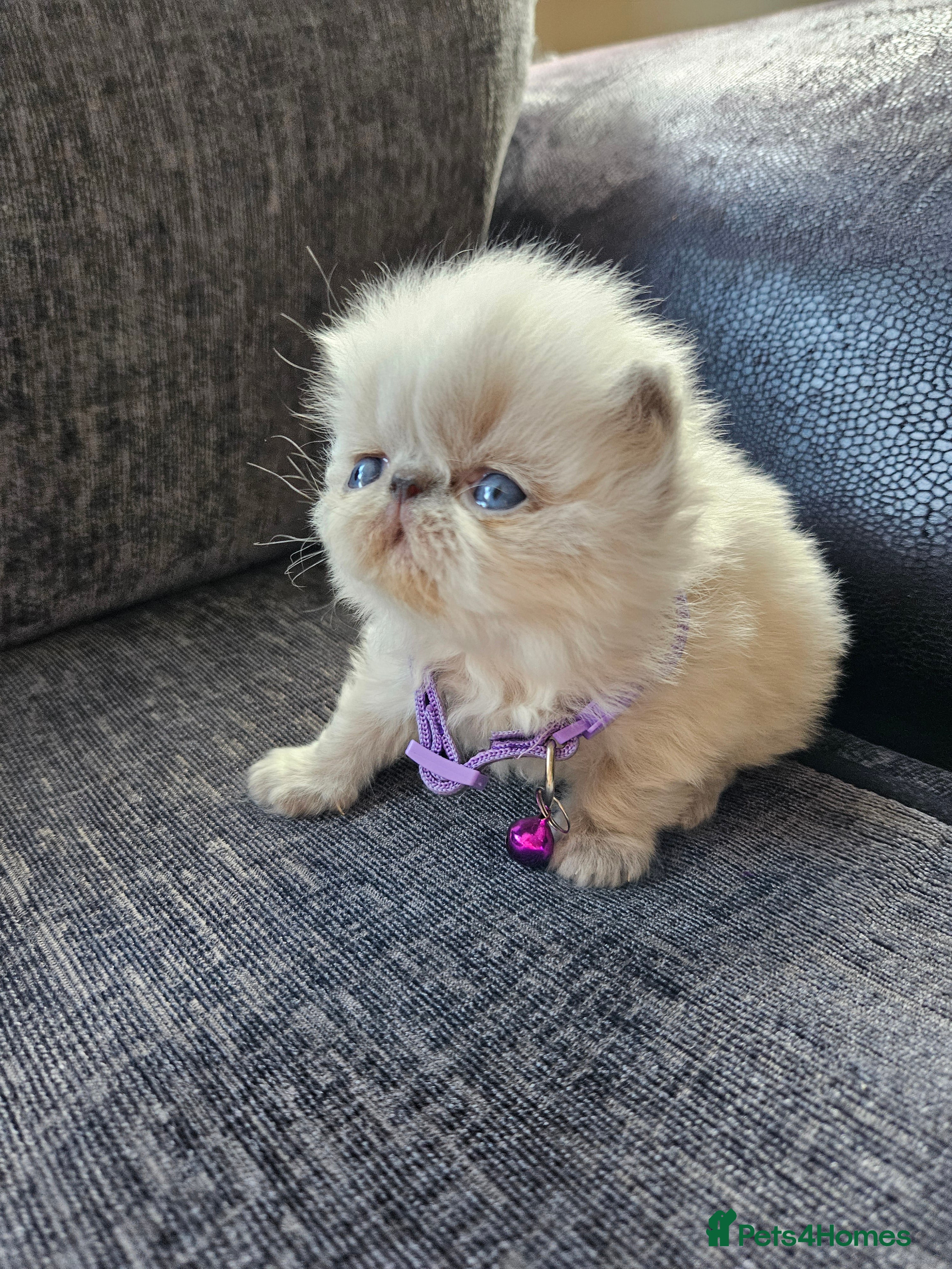 Persian cats 😻 Stunning Pedigree Persian Kittens 😻 - Advert 7