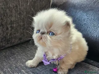 Persian cats 😻 Stunning Pedigree Persian Kittens 😻 - Advert 7