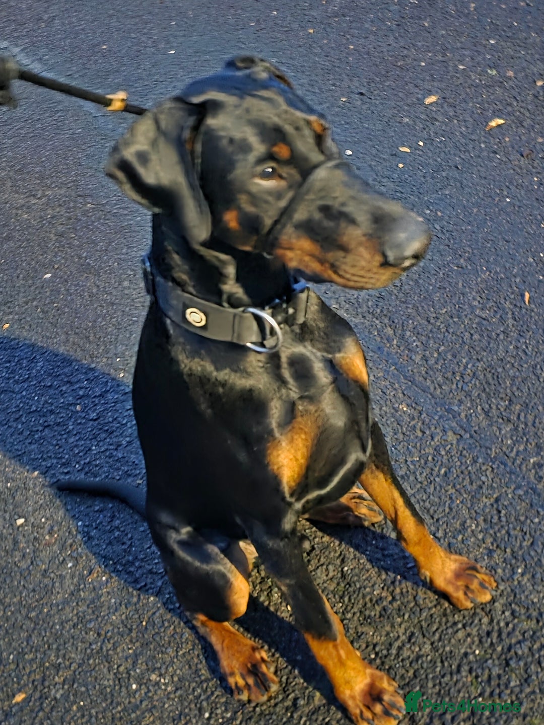 Dobermann dogs for sale: Male doberman in need of loving home - Advert 5