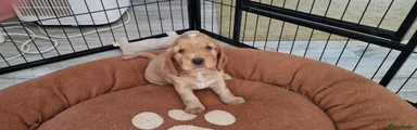 Cocker Spaniel 4