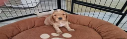 Cocker Spaniel dogs for sale: Show type Cocker Spaniels - Advert 16