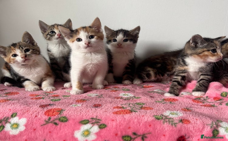 Mixed Breed cats - Advert 6