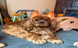 Cavalier King Charles Spaniel dogs for stud: Stunning KC Reg Cavalier King Charles Spaniel STUD in Salisbury - Image 6