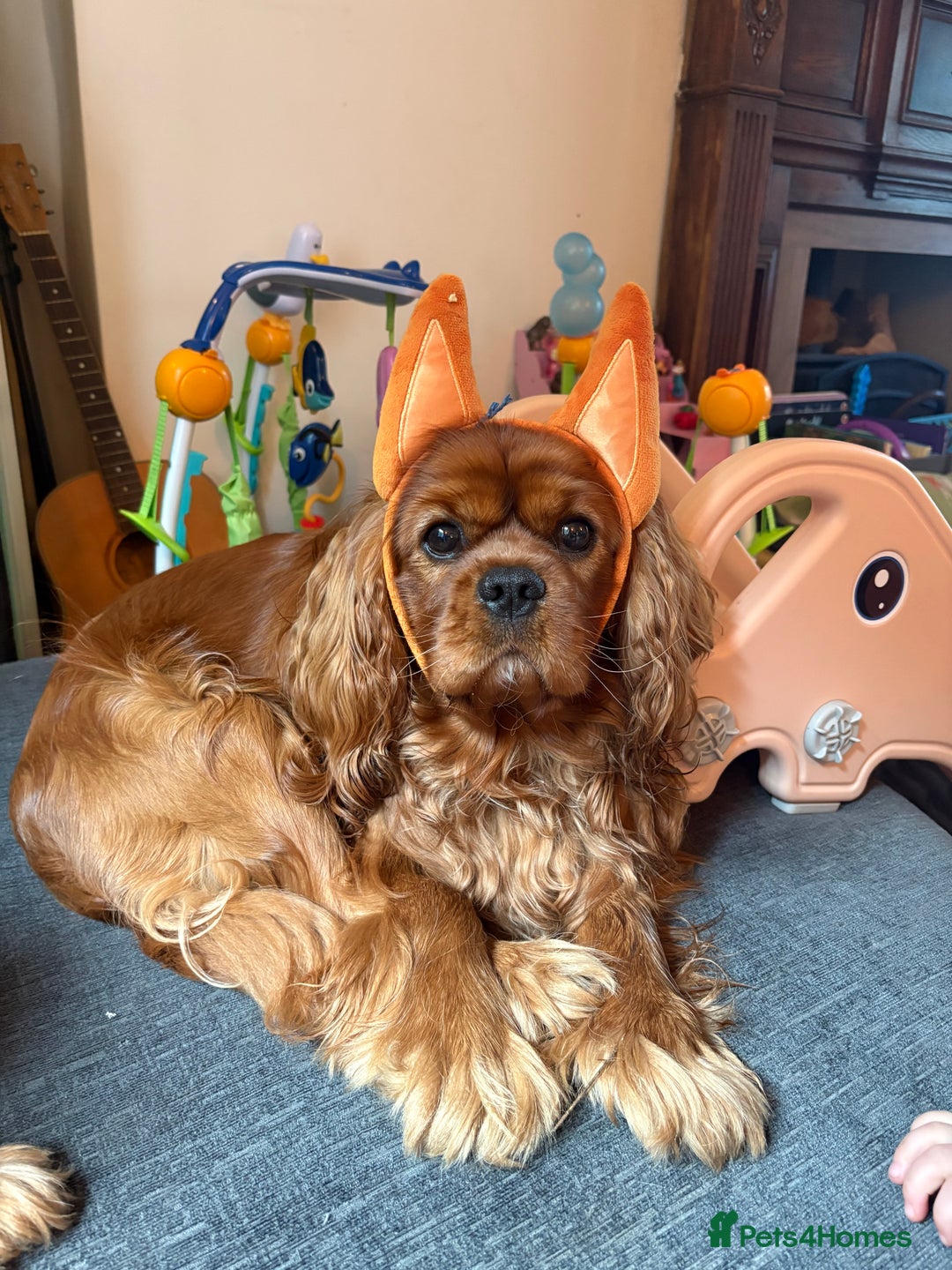 Cavalier King Charles Spaniel dogs for stud: Stunning KC Reg Cavalier King Charles Spaniel STUD in Salisbury - Image 6