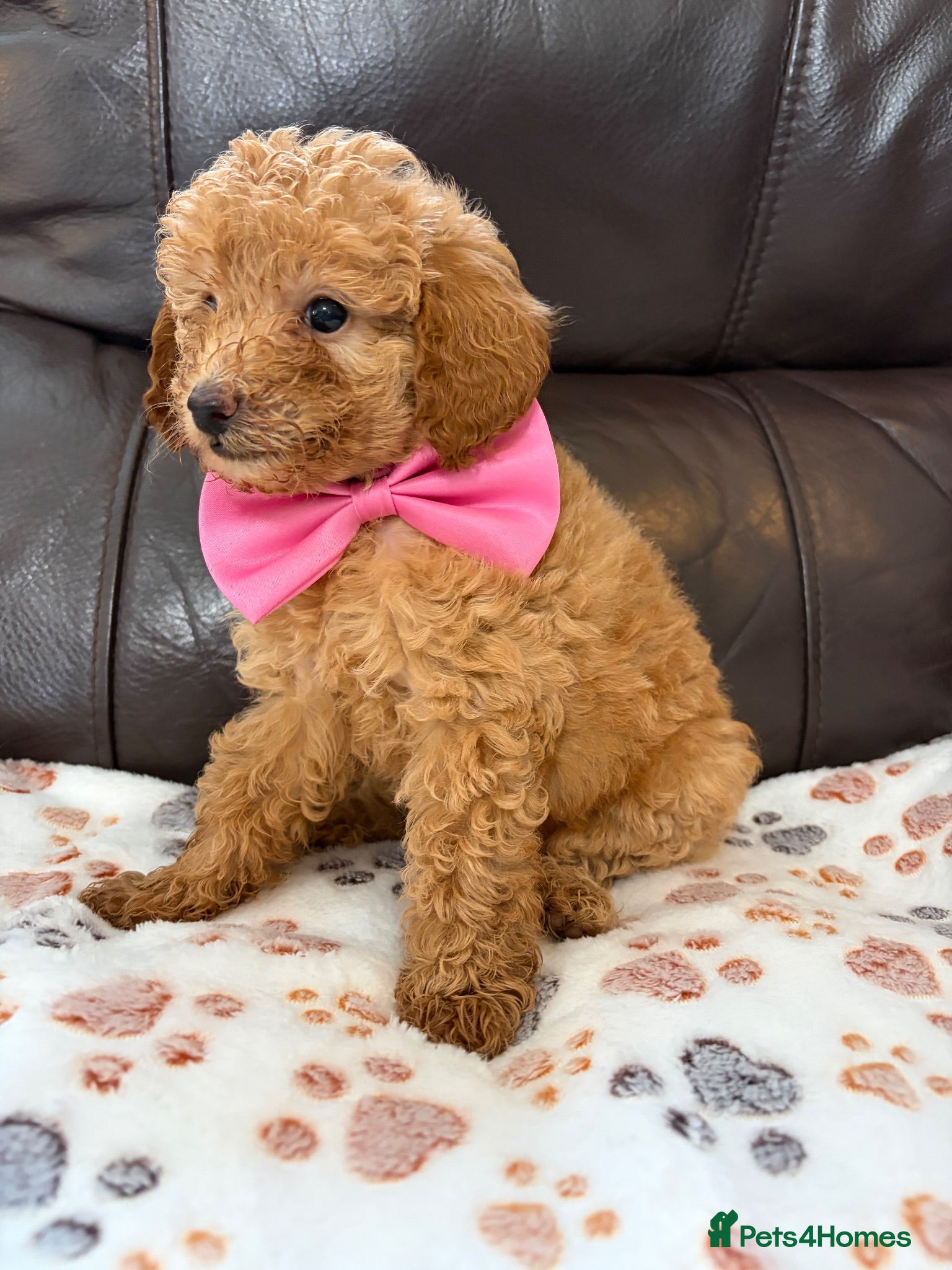 Miniature Poodle dogs KC DNA Health Tested Red Miniature Poodle Puppies - Advert 2
