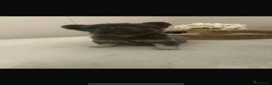 Male 2