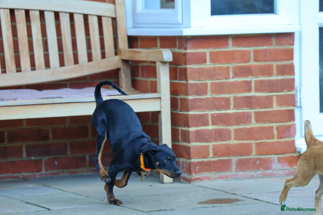 Mixed Breed dogs for adoption: Lovely Little Lotus - Advert 17