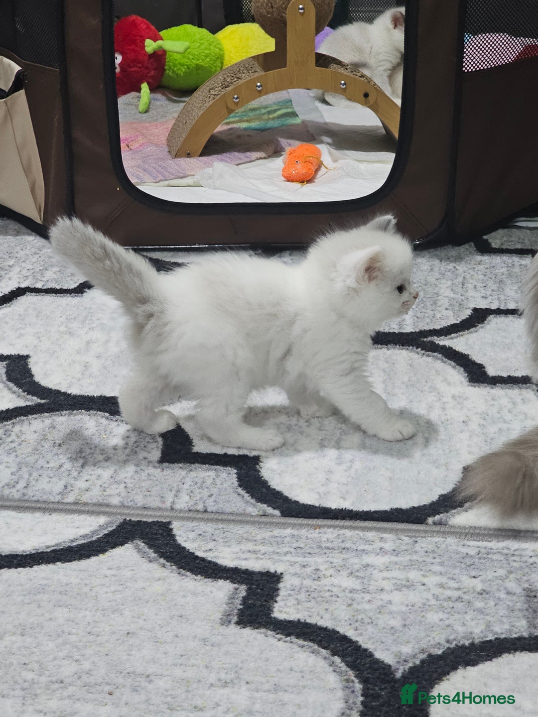 Ragdoll cats for sale: Ragdoll Bicolor 3 boys.  - Advert 4