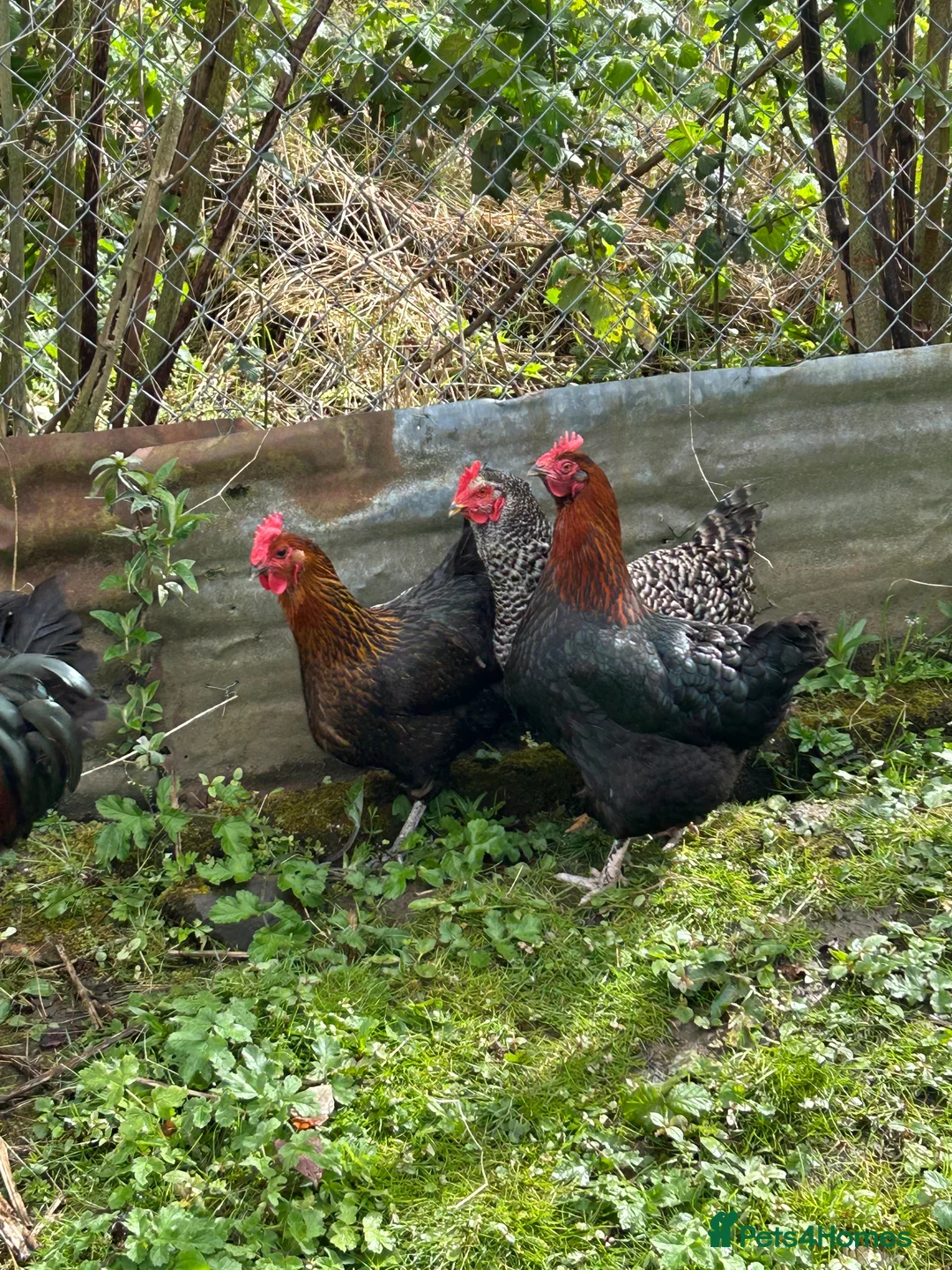 Chickens poultry for sale: LAYING HENS AND COCKEREL - Advert 1