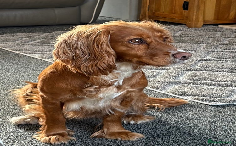 Cocker Spaniel dogs - Advert 2