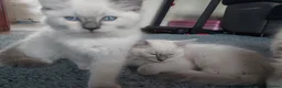 Ragdoll cats for sale: 5 Beautiful Ragdoll Kittens  - Advert 19