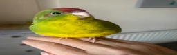 Parakeets birds for sale: Hand Reared Baby Kakariki  - Advert 4