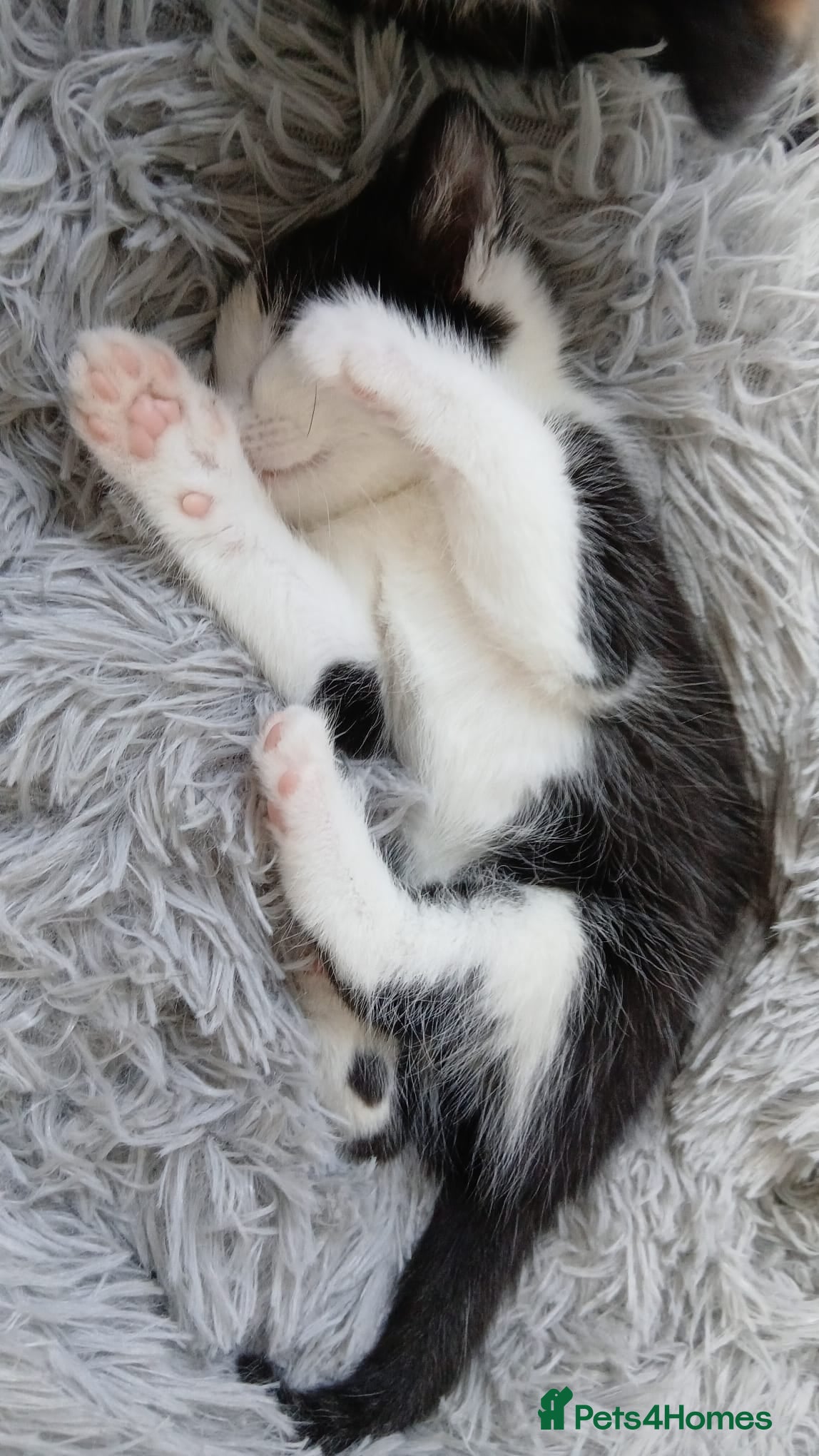 Mixed Breed cats for sale: 4 beautiful kittens ready for new homes. - Advert 11