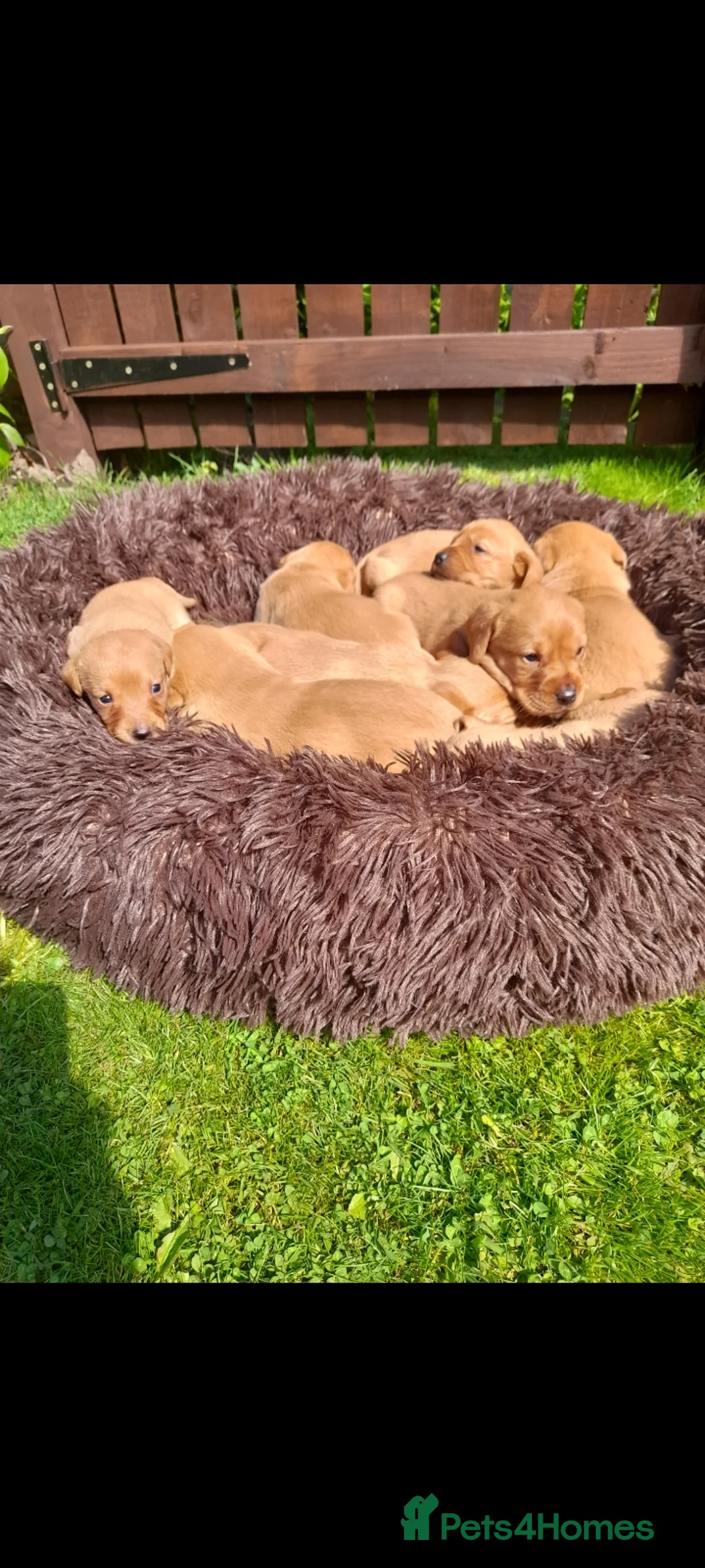 Labrador Retriever dogs for sale: Fox red labrador puppies  - Advert 15