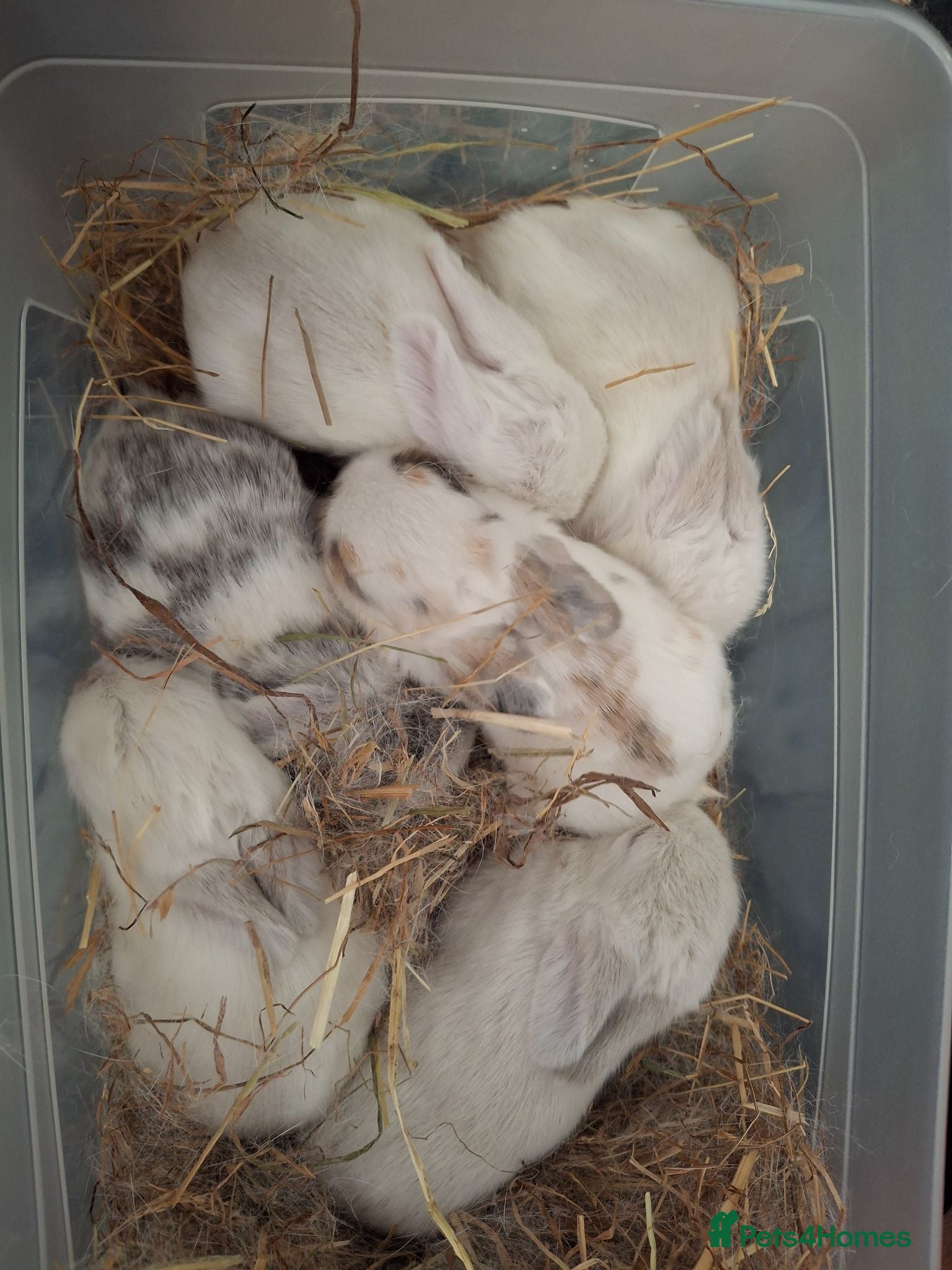 Mini Lop rabbits 6x Pure breed mini lop baby rabbits- mixed litter - Advert 1
