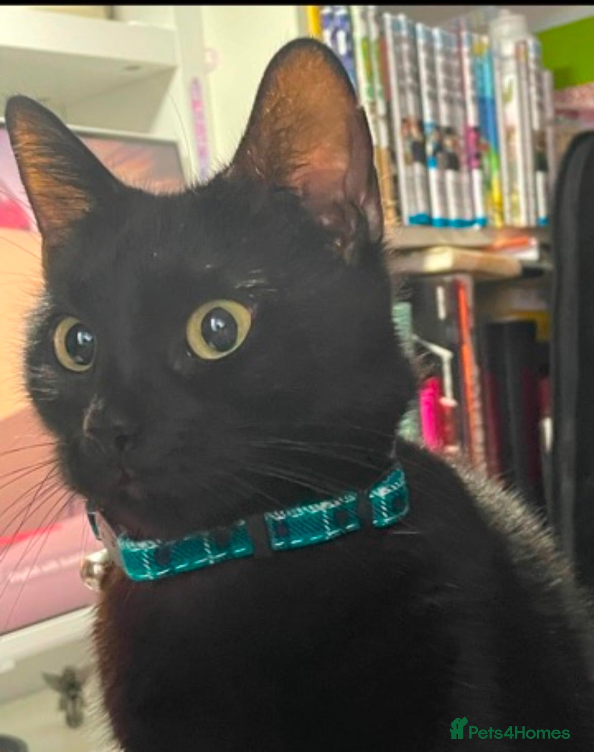 Domestic Shorthair cats Black Kittens For Sale  - Advert 14