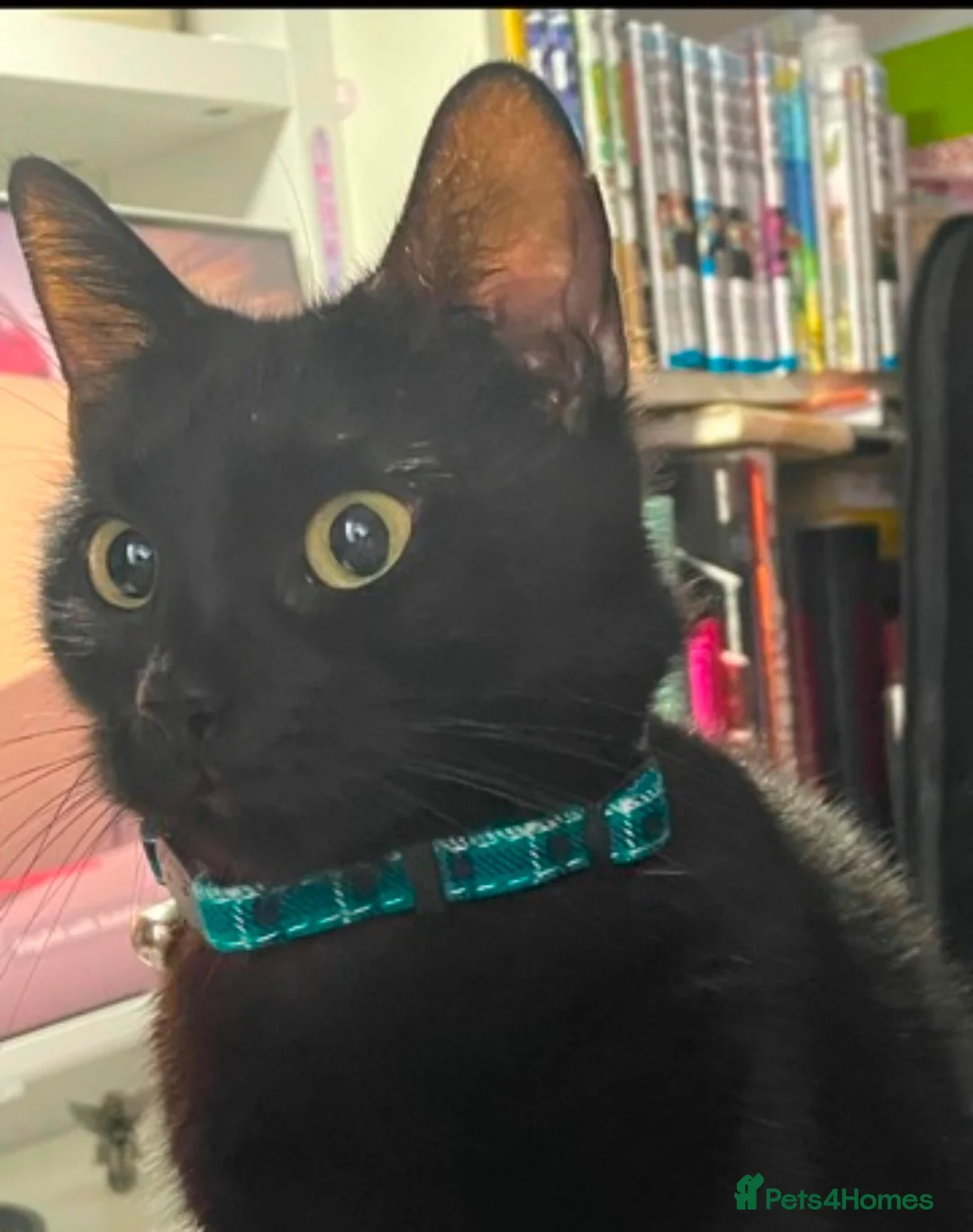 Domestic Shorthair cats for sale: Black Kittens For Sale  - Advert 1