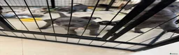 Staffordshire Bull Terrier dogs for sale: Blue Staffordshire bull terrier  - Advert 7