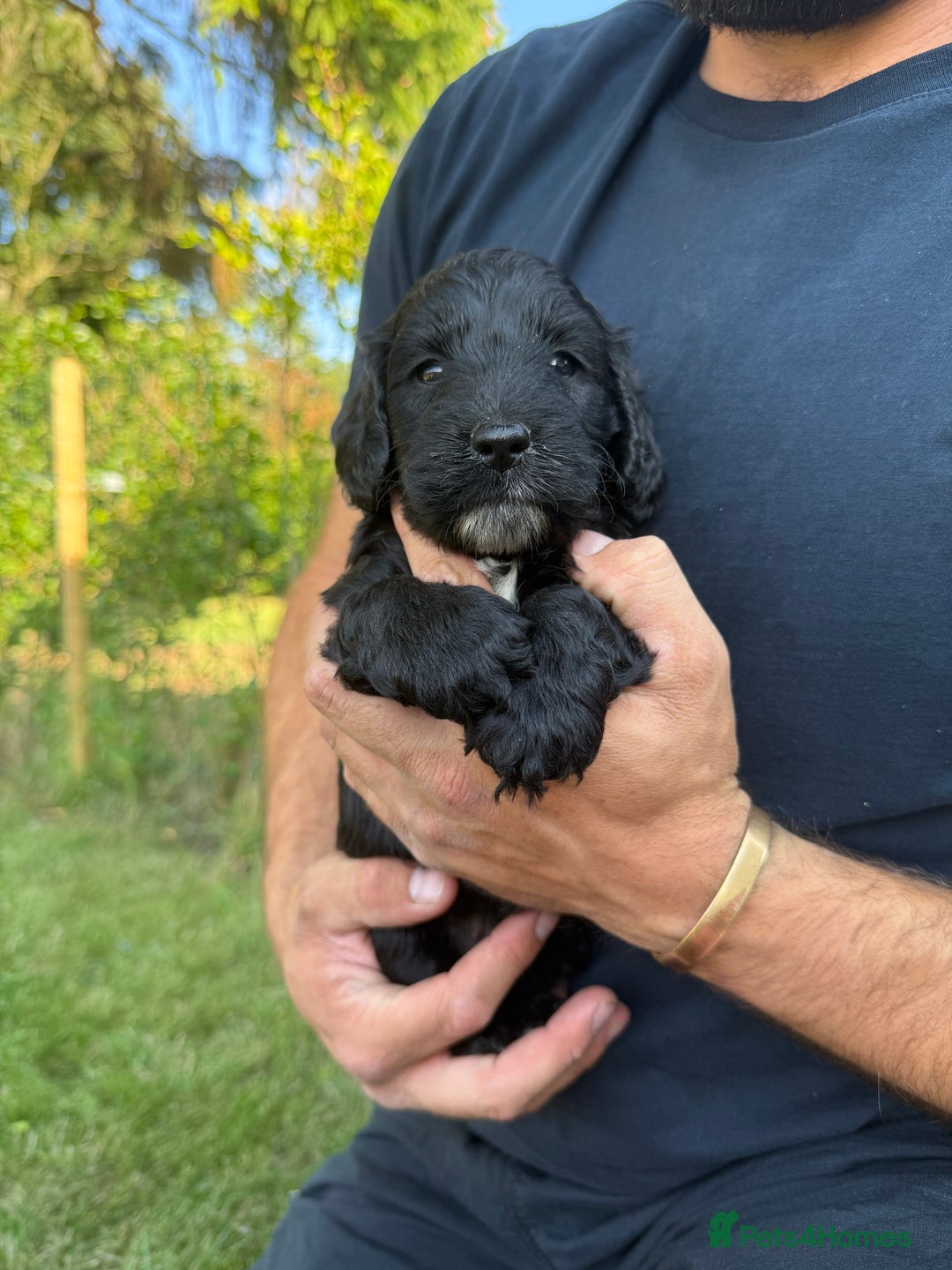 Cockapoo dogs for sale: F1 Cockapoo Puppy’s  - Image 7