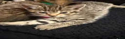 Bengal cats for sale: Bengal x tabby kittens  - Advert 15