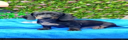 Dachshund dogs for sale: FULLY VAX READY NOW QUAILTY MINI KC Reg PRA CLEAR  - Advert 14