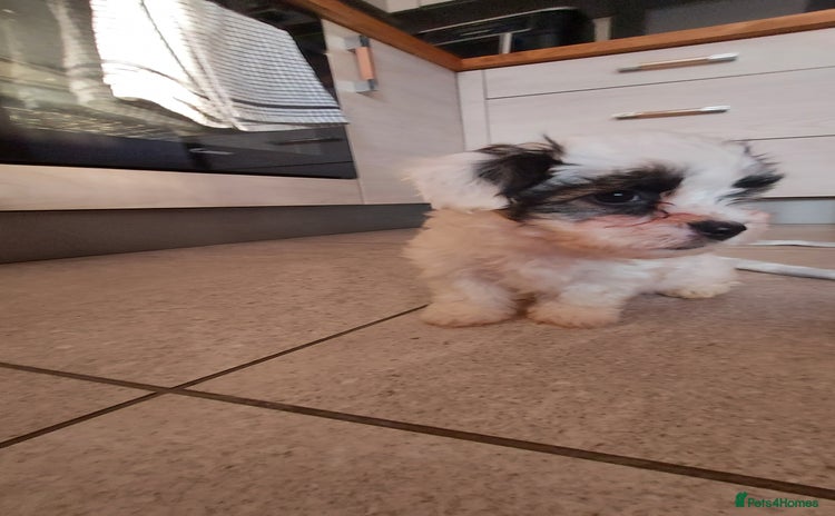 Yorkshire Terrier dogs - Advert 2