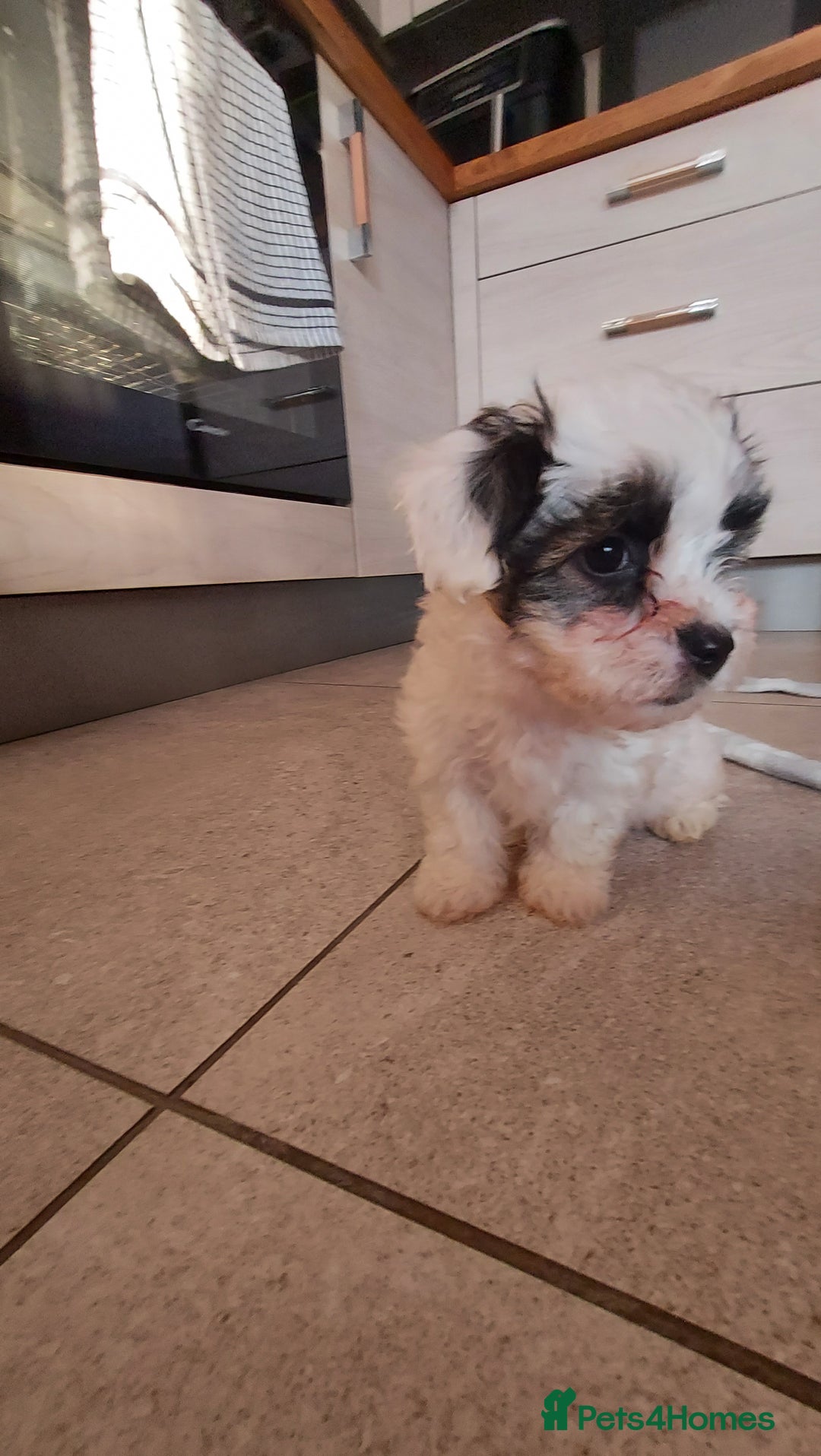 Yorkshire Terrier dogs for sale: Yorkshire terrier biewer  - Image 1