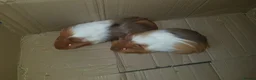 Guinea Pig rodents for sale: 4 female guinea pigs in Telford - Advert 3