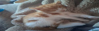 Marmalade