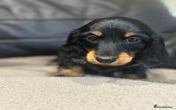 Miniature Dachshund dogs for sale: Stunning top quality miniature dachshund babies  - Advert 5