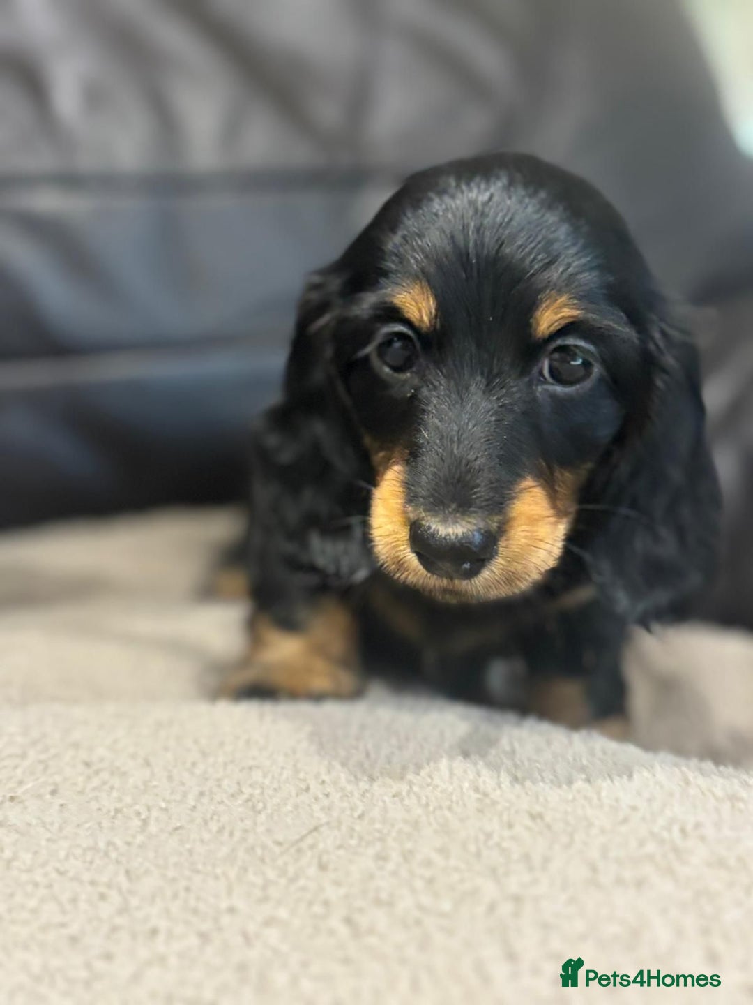 Miniature Dachshund dogs for sale: Stunning top quality miniature dachshund babies  - Advert 5