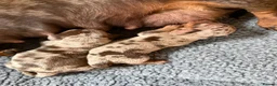 Miniature Dachshund dogs for sale: Two beautiful miniature dachshund marble puppies  - Advert 5