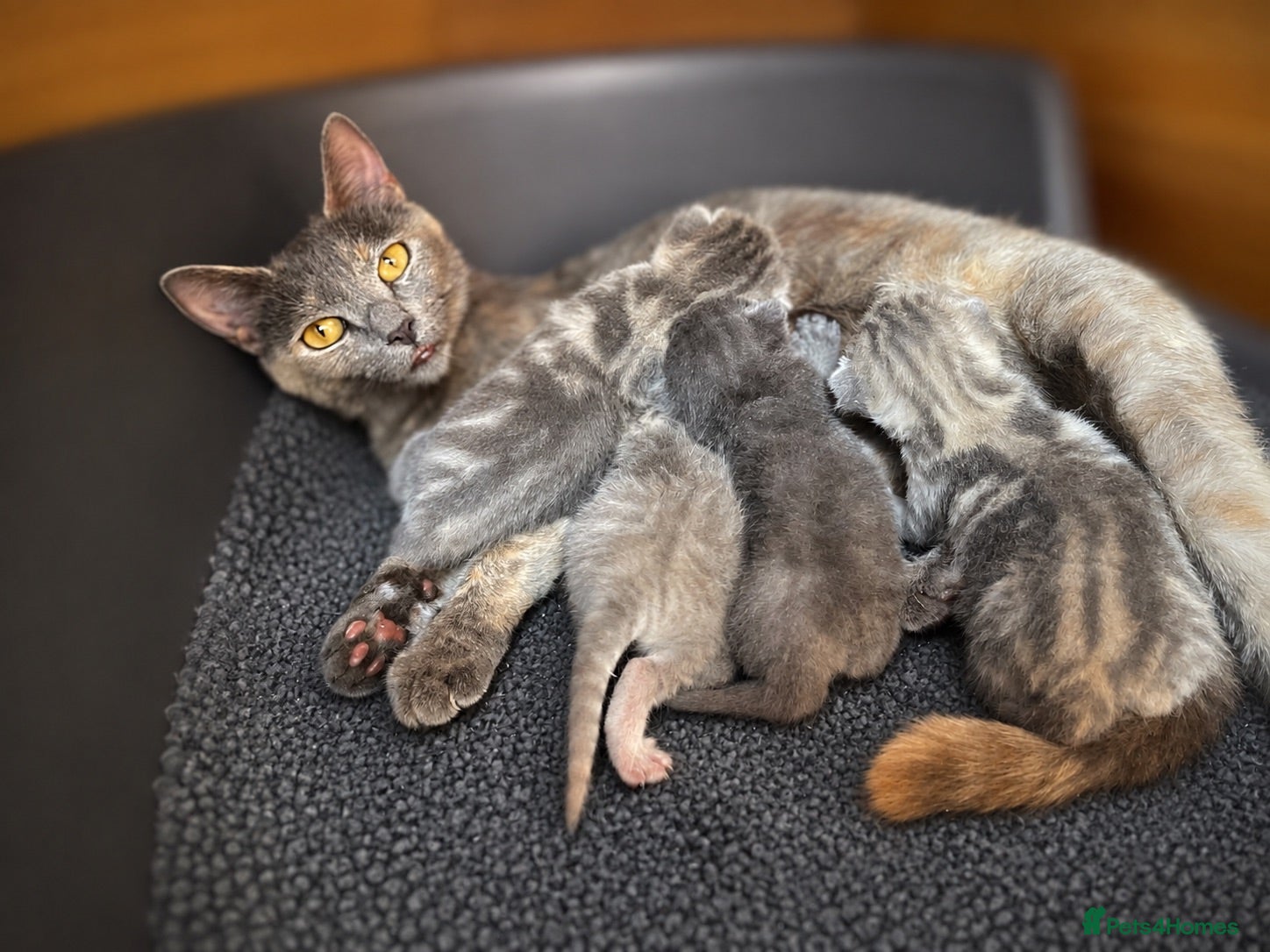 Mixed Breed cats Gorgeous Kittens Looking for Their Forever Homes - Advert 1
