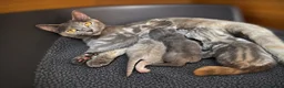 Mixed Breed cats for sale: Gorgeous Kittens Looking for Their Forever Homes - Advert 6