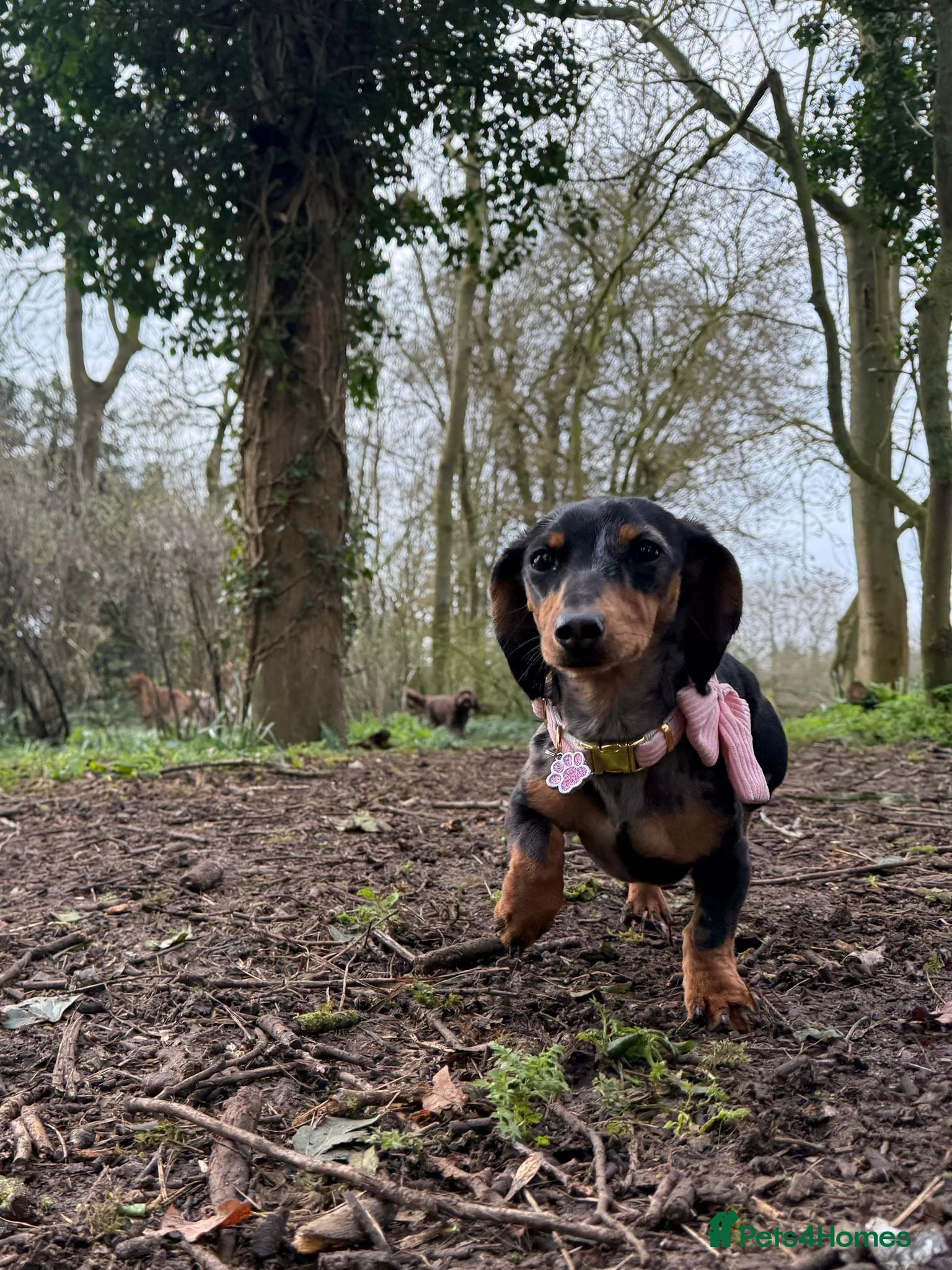 Miniature Dachshund dogs Miniature Daschund Girl 10 months old - Advert 1