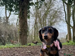 Miniature Dachshund dogs Silver Dapple Miniature Daschund Girl - Advert 12