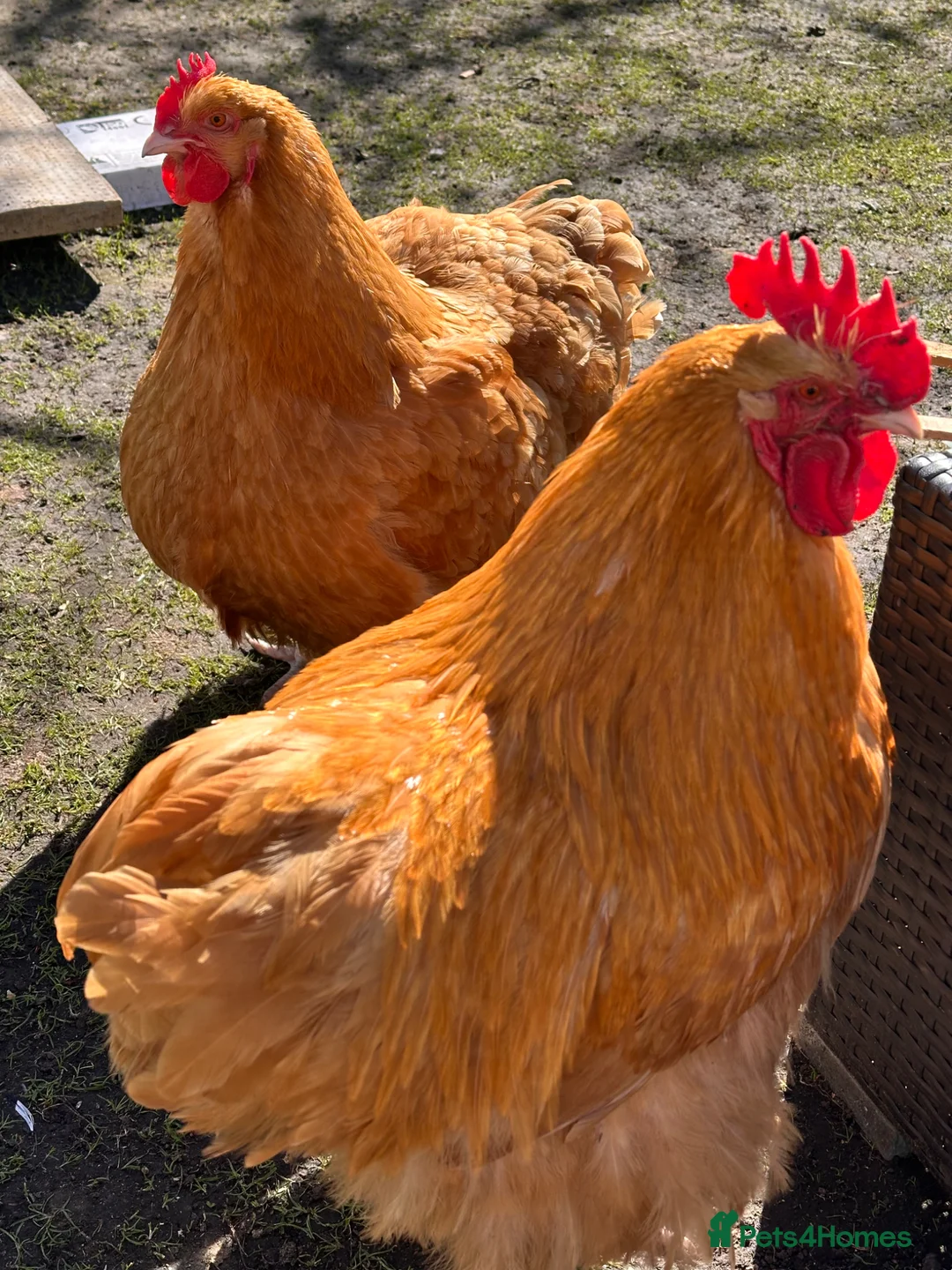 Chickens poultry for sale: Buff Orpington pair for sale.  in Consett - Advert 1