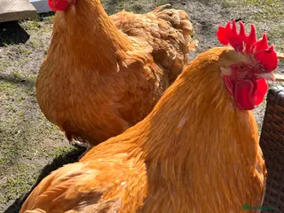 Chickens poultry Buff Orpington pair for sale. - Advert 1