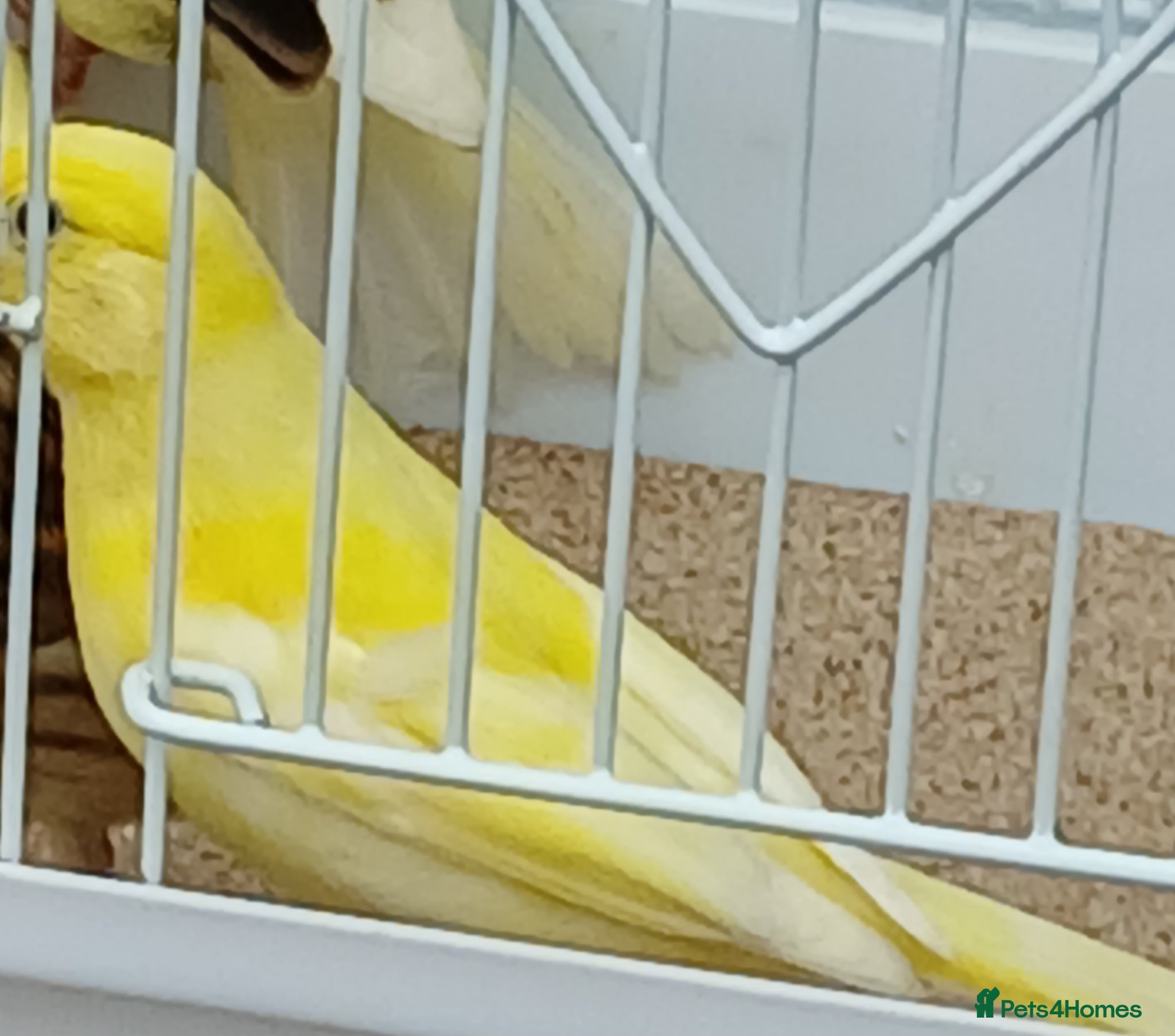 Canaries birds for sale: Canaries mixed Canaries  - Advert 9