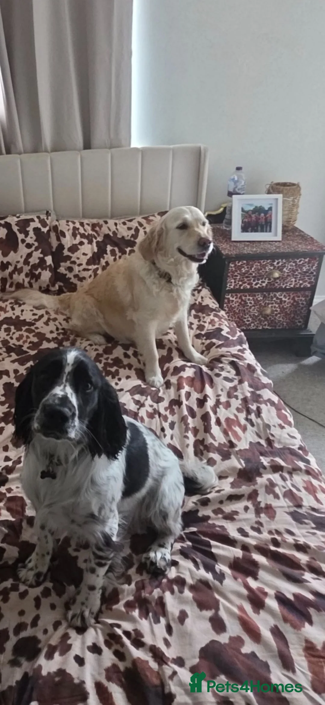 Mixed Breed dogs for sale: Spangold retriever  - Advert 9