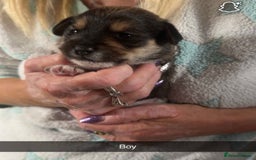 Mixed Breed dogs for sale: Jack Russel cross puppies  - Image 5