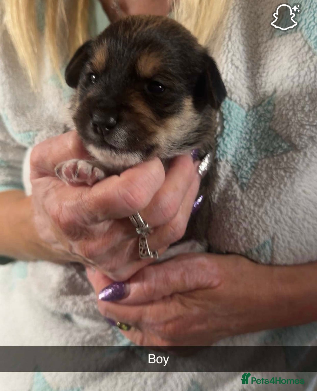 Mixed Breed dogs for sale: Jack Russel cross puppies  - Image 5