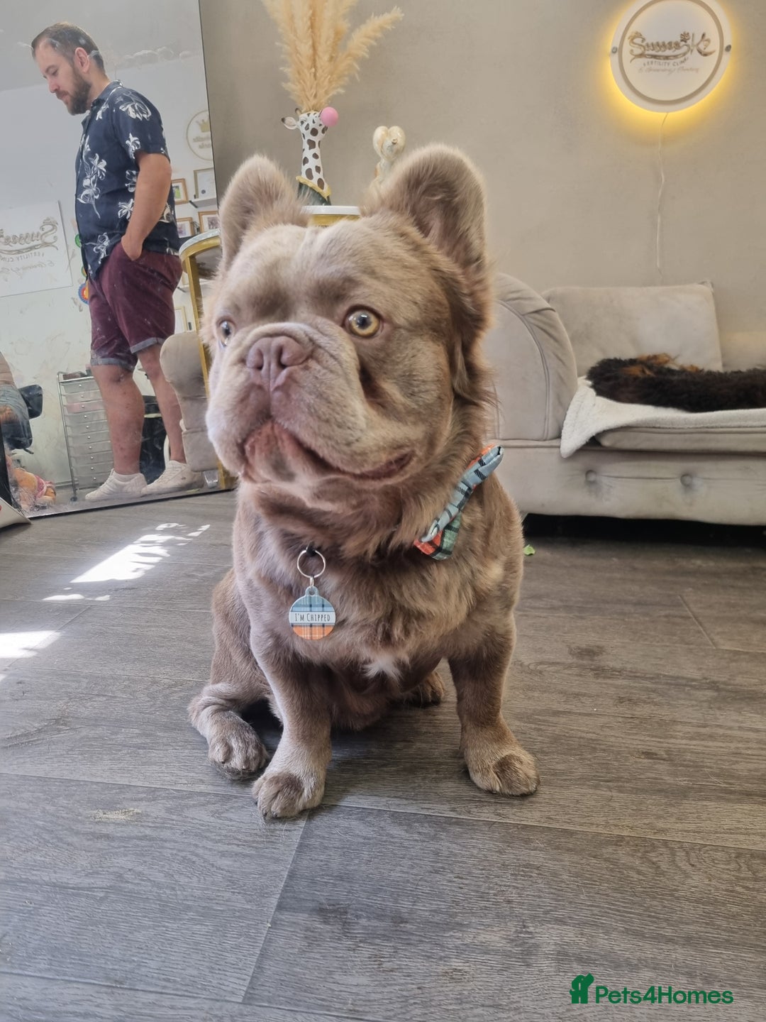 French Bulldog dogs for stud: *STUD* KC NEW SHADE ISABELLE FLUFFY FRENCH BULLDOG in Tonbridge - Advert 5