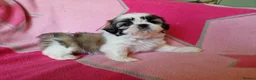 Shih Tzu dogs for sale: Miniature Shih-tzu's  - Advert 6