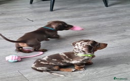 Miniature Dachshund dogs for sale: 6 beautiful miniature Dachshund 7 weeks old - Image 18