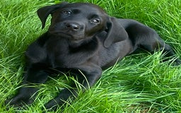 Labrador Retriever dogs for sale: Beautiful lab female puppy  - Image 15