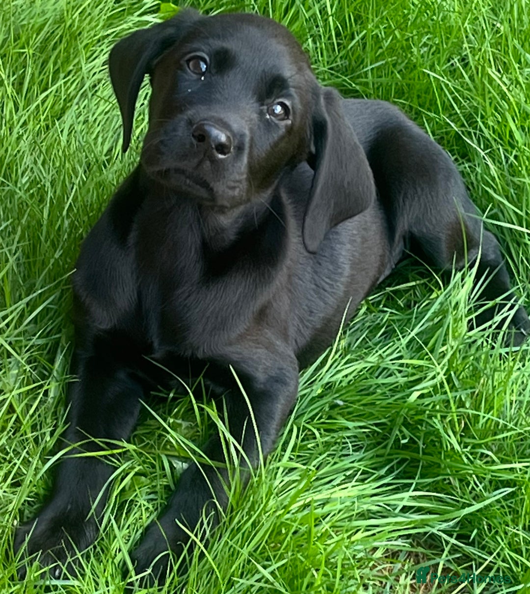 Labrador Retriever dogs for sale: Beautiful lab female puppy  - Image 15