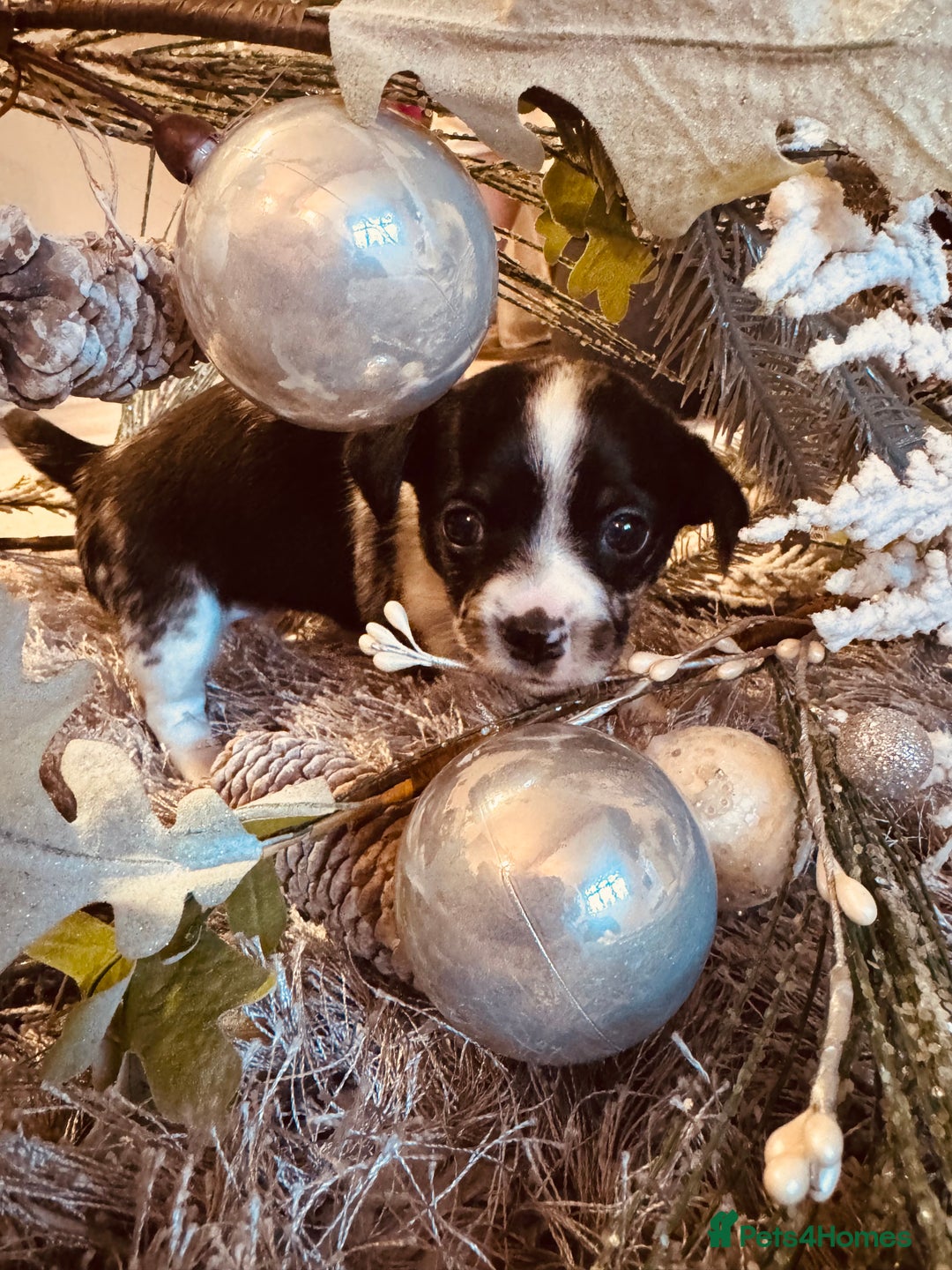 Mixed Breed dogs for sale: Jack Russel cross Chihuahua  - Advert 4